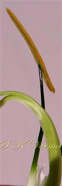  Stamen
